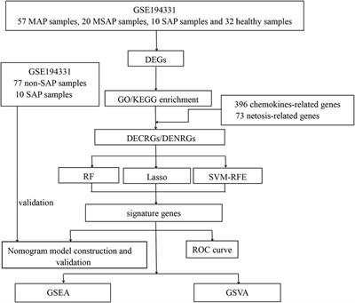 Identification and analysis of chemokine-related and NETosis-related genes in acute pancreatitis to develop a predictive model